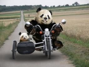 Reuzenpanda's gespot op testrit voor Oldtimer Event Lienden.